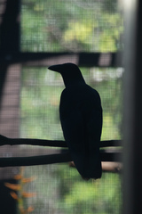 Corvus hawaiiensis