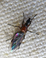 Dilophus strigilatus