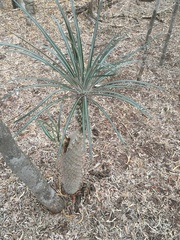 Pachypodium