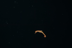 Fisher's Seahorse photo 3