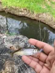 Hesperoleucus venustus