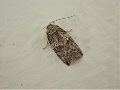 Garella