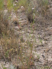 Symphyotrichum bracteolatum