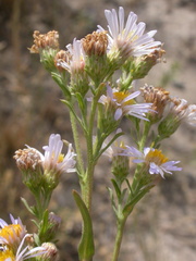 Symphyotrichum bracteolatum