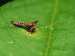 Paraxenetus guttulatus