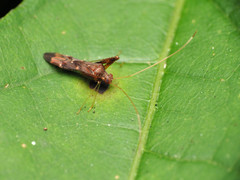 Paraxenetus guttulatus