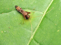 Paraxenetus guttulatus