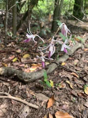 Dipodium stenocheilum