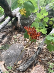 Haemodorum coccineum