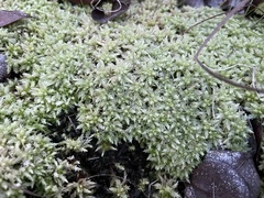 Sphagnum perichaetiale