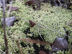 Sphagnum perichaetiale
