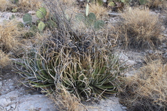 Hechtia texensis