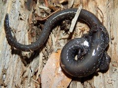 Batrachoseps gabrieli