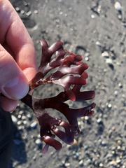 Ahnfeltiopsis linearis