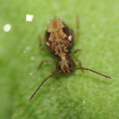 Ptenothrix maculosa
