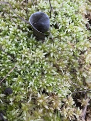 Sphagnum perichaetiale