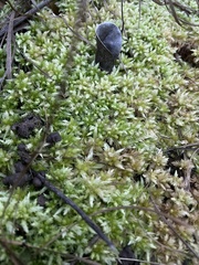 Sphagnum perichaetiale