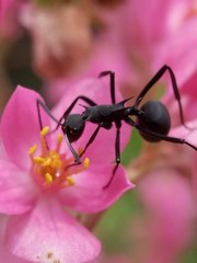 Polyrhachis abdominalis