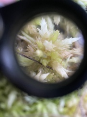 Sphagnum perichaetiale