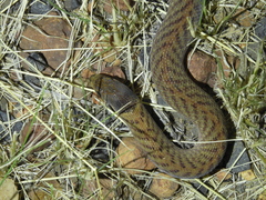 Pygopus schraderi