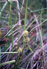 Sparganium subglobosum