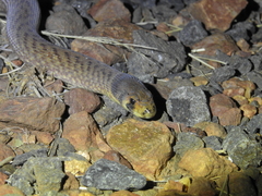 Pygopus schraderi