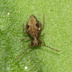 Ptenothrix maculosa