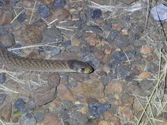 Pygopus schraderi
