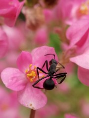Polyrhachis abdominalis