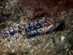 Heteroclinus adelaidae