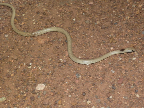 Speckled Brown Snake