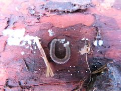 Gosodesmus claremontus