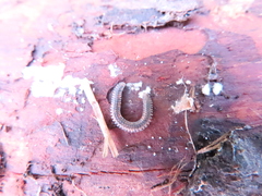 Gosodesmus claremontus