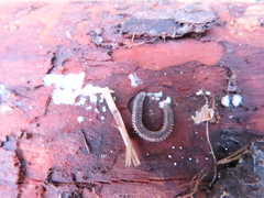 Gosodesmus claremontus