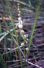 Sparganium subglobosum