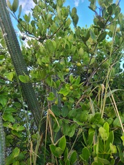 Elaeodendron xylocarpum