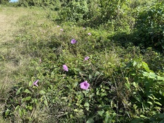 Ipomoea setifera