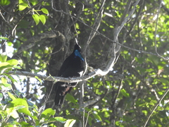 Ptiloris paradiseus