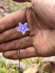Wahlenbergia multicaulis