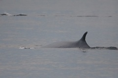 Balaenoptera physalus