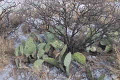Opuntia rastrera