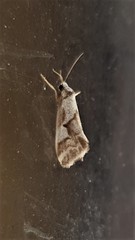 Philenora chionastis