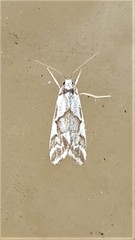 Philenora chionastis