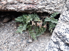 Myriopteris wrightii