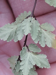 Myriopteris wrightii