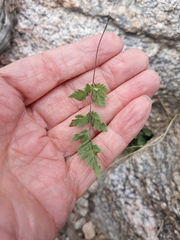 Myriopteris wrightii