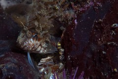 Chalaroderma ocellata