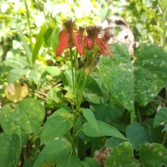 Pseudogynoxys haenkei