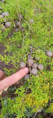 Cupressus goveniana