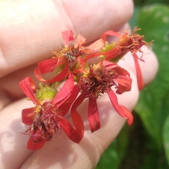 Pseudogynoxys haenkei